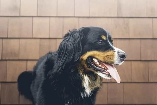 aquaphor on dog