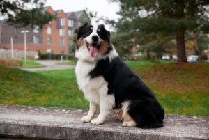St. Bernard Have Dry Mouth