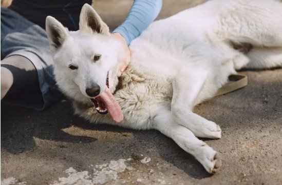 aquaphor on dog