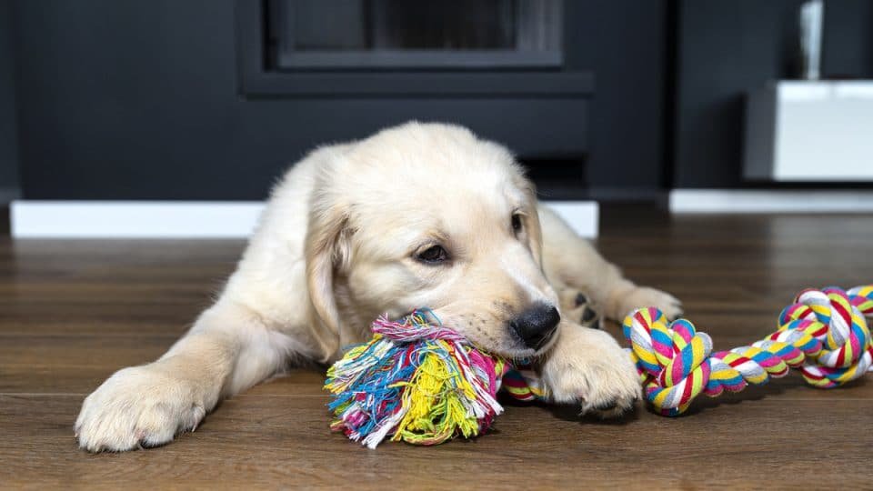 dog ate string