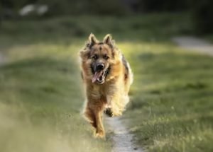 can dogs have imitation crab
