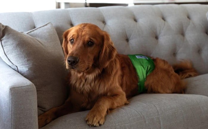 pros and cons of belly bands for dogs