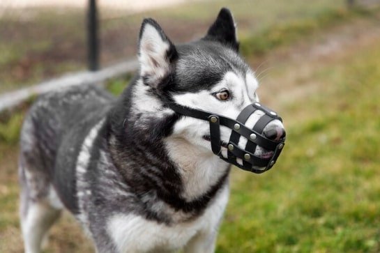 muzzle to stop dog barking at night