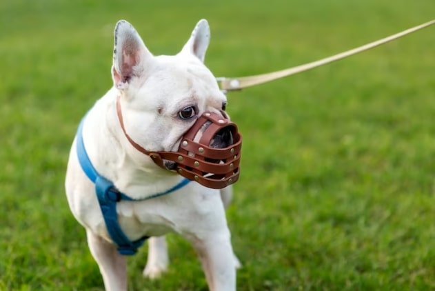 muzzle to stop dog barking at night