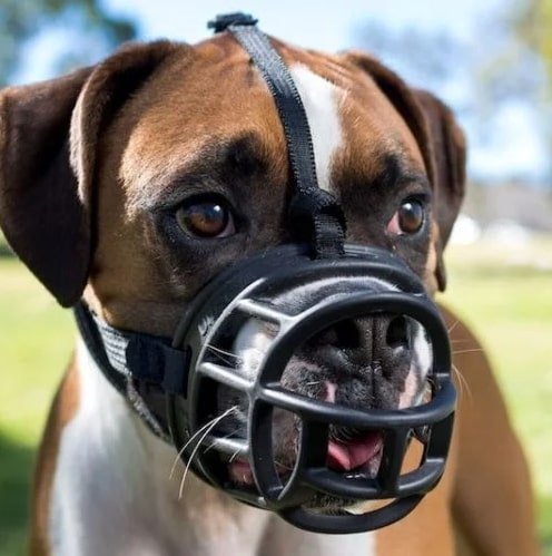 will a muzzle stop a dog barking