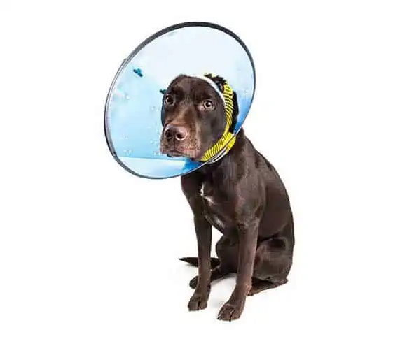 dog won t wear cone after neuter