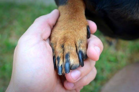 black spot on dog's paw