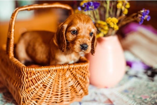 Adorable Teacup Cocker Spaniel Puppies