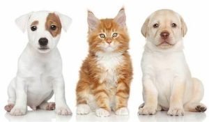 American Airlines with Carry-On Pets