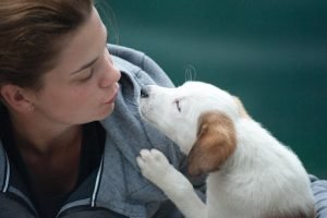 Care Of Your Dogs