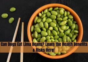 can dogs eat lima beans