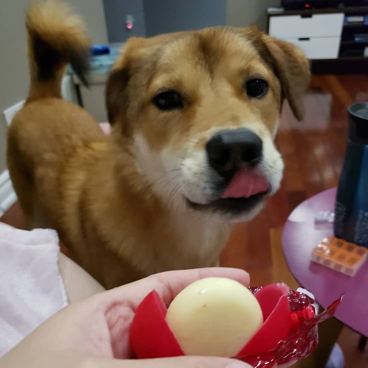 dog ate babybel wax