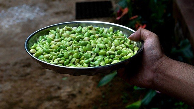 are lima beans good for dogs