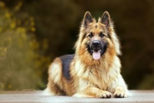 Adopting a Dog