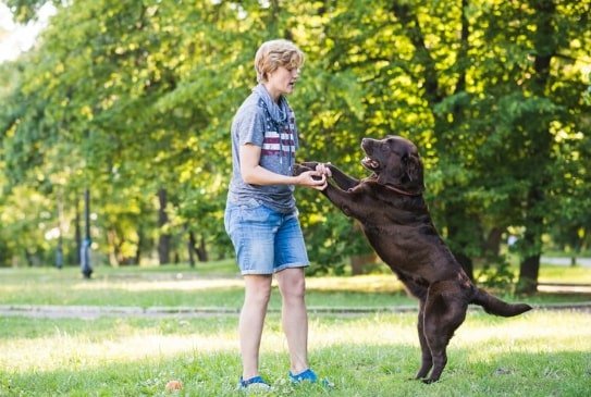 Professional Dog Training