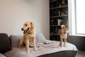 How Many Dogs Are Too Many for a Household