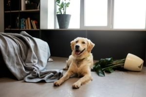 Home Tidy with Pets