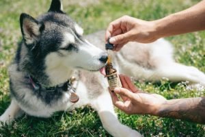 Pet Medication