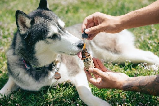Pet Medication