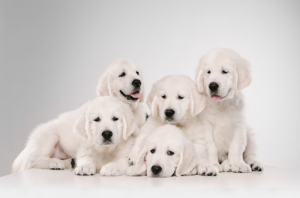A Scottish Dog breed