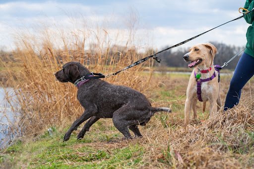 Leash Pulling