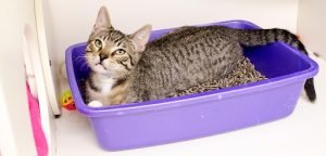 Cat Litter Box