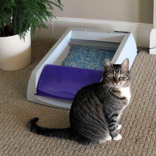 Self-Cleaning or Automatic Cat Litter Boxes