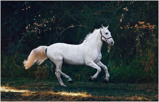HORSE OWNERS