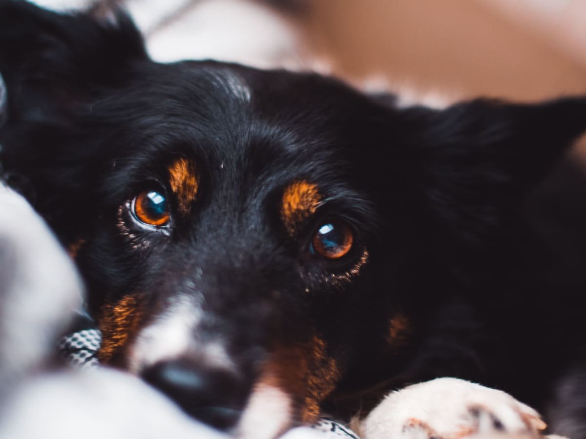 red vein in dogs eye