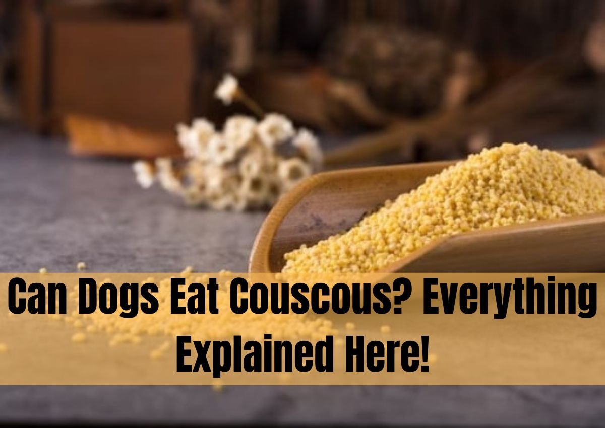Can Dogs Eat Couscous