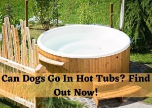 Can Dogs Go In Hot Tubs
