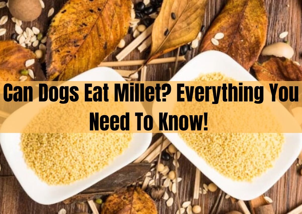 Can Dogs Eat Millet