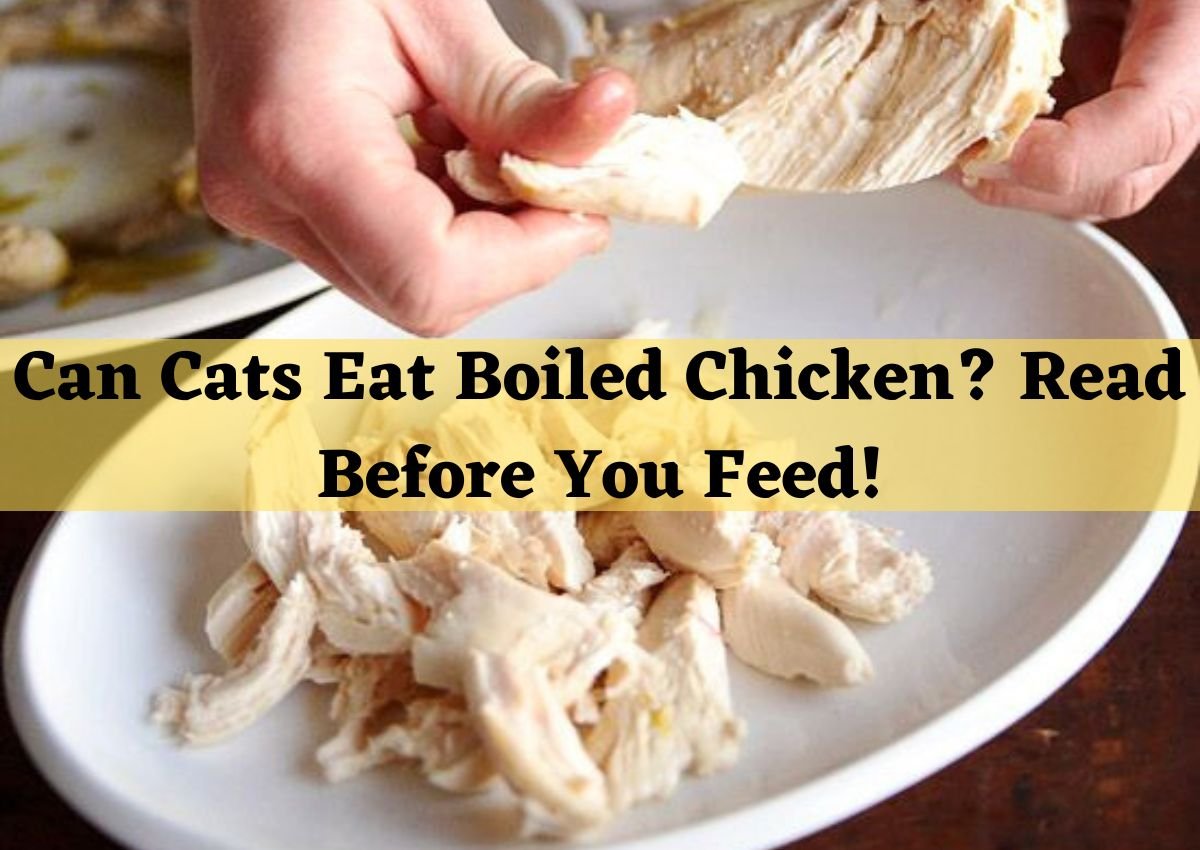 Can Cats Eat Boiled Chicken
