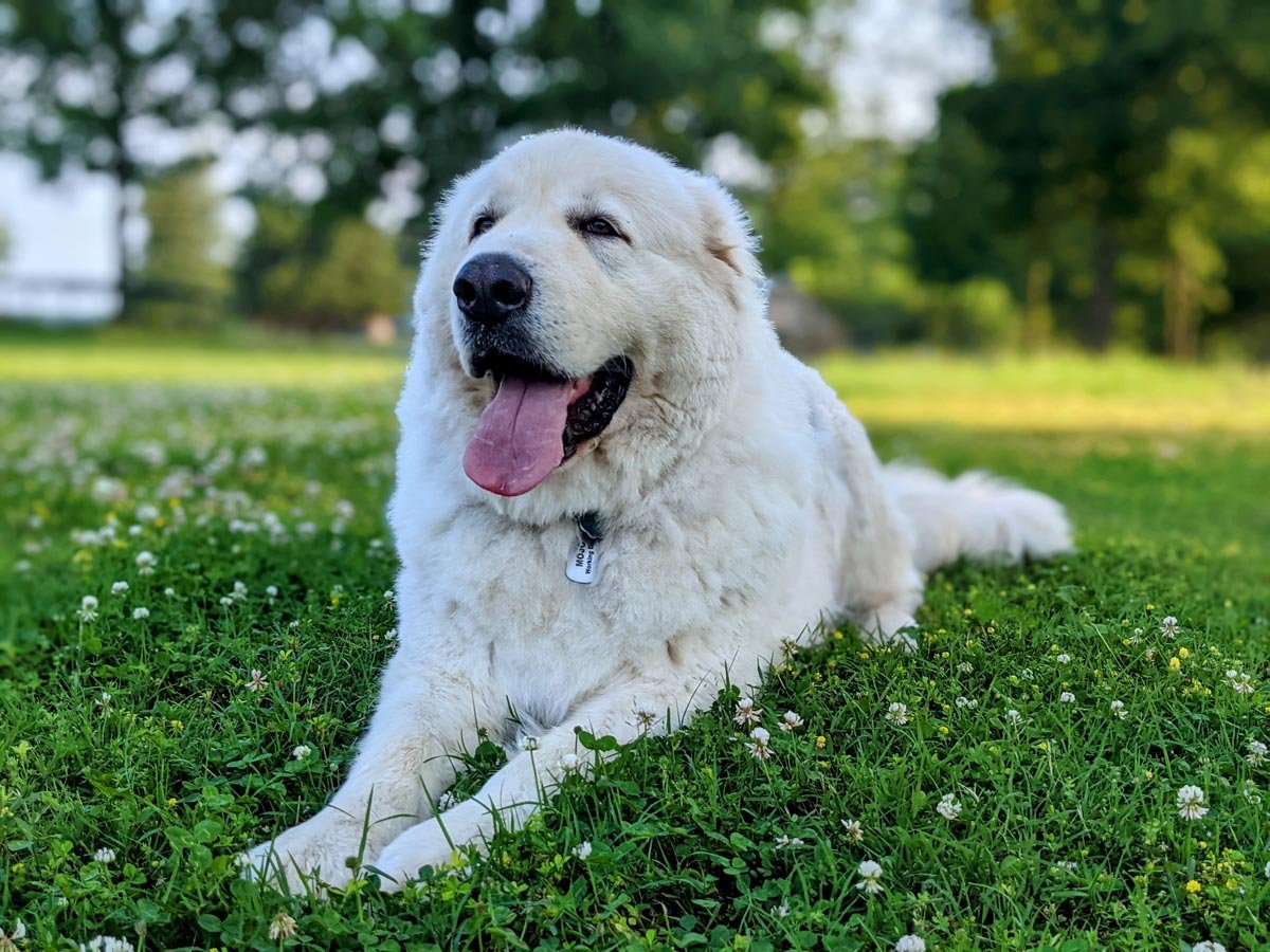 great pyrenees grooming styles