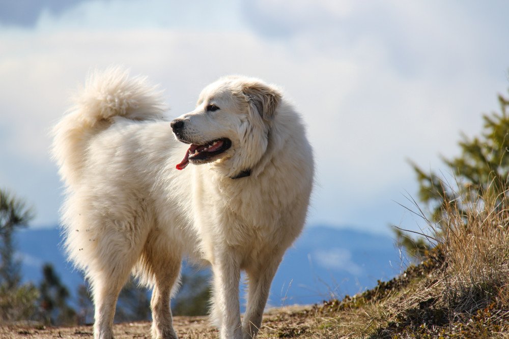 great pyrenees grooming styles