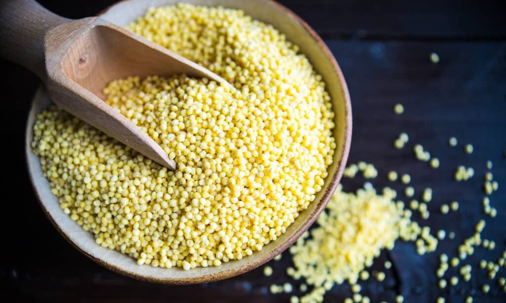 Is Millet Good For Dogs