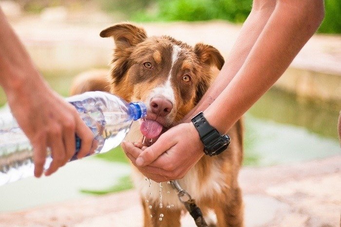 is powerade bad for dogs