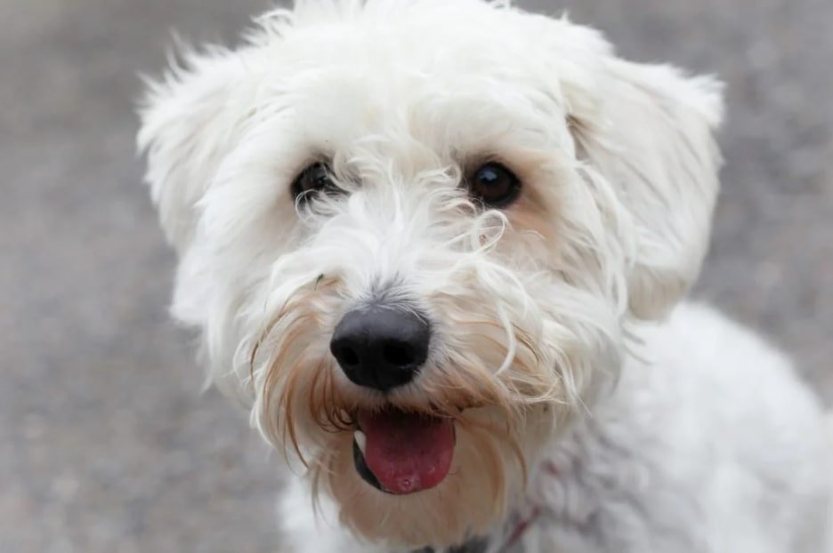 snickerdoodle dog breed