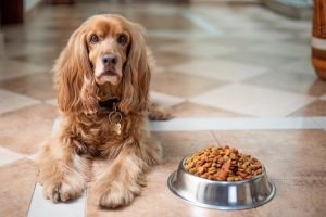 Packaging of Pet Food