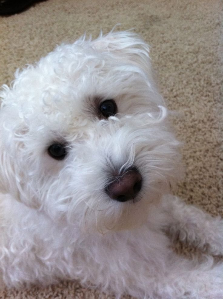 snickerdoodle dog breed
