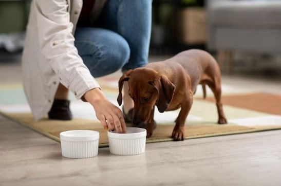 Brand Pet Foods
