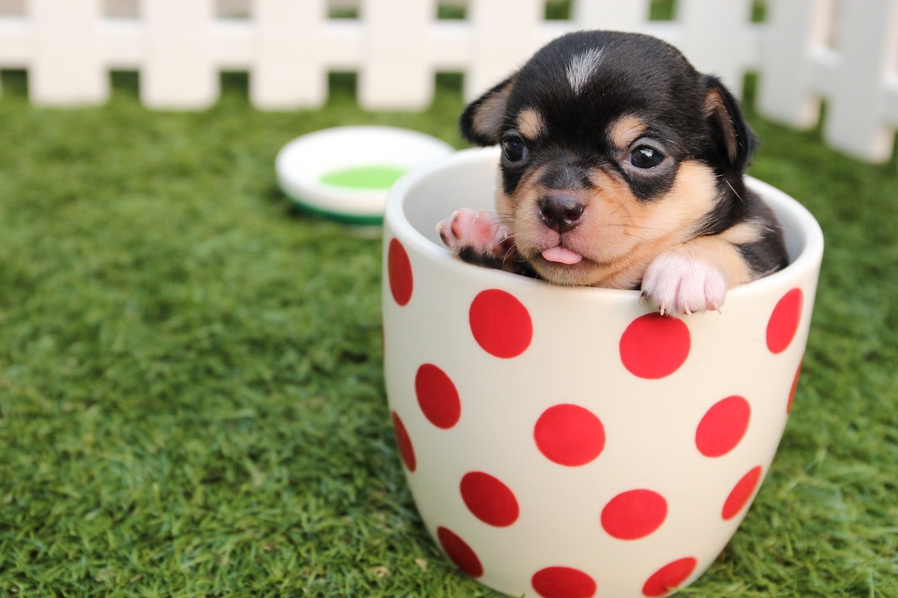 About Puppy Training