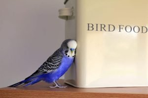 Best Lorikeet Food
