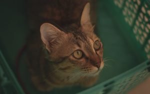 International Pet Transport