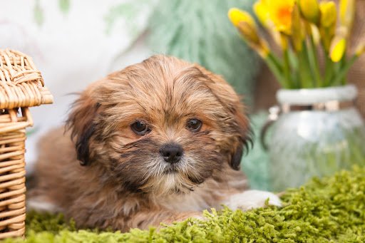 Cross Breed pups: