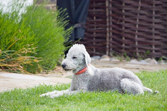 Unique and Interesting Breeds