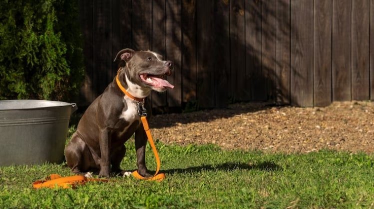 Invisible Dog Fence