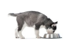 Cups of Dog Food