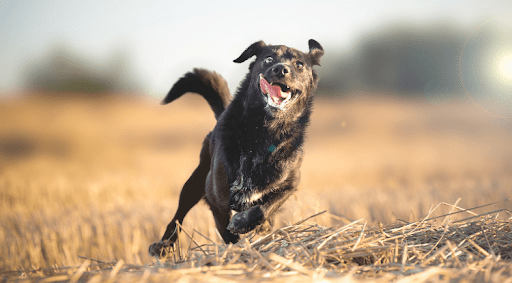 Dog Run