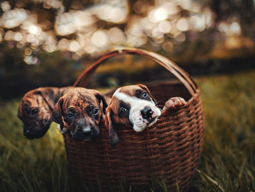 Pet Healthcare